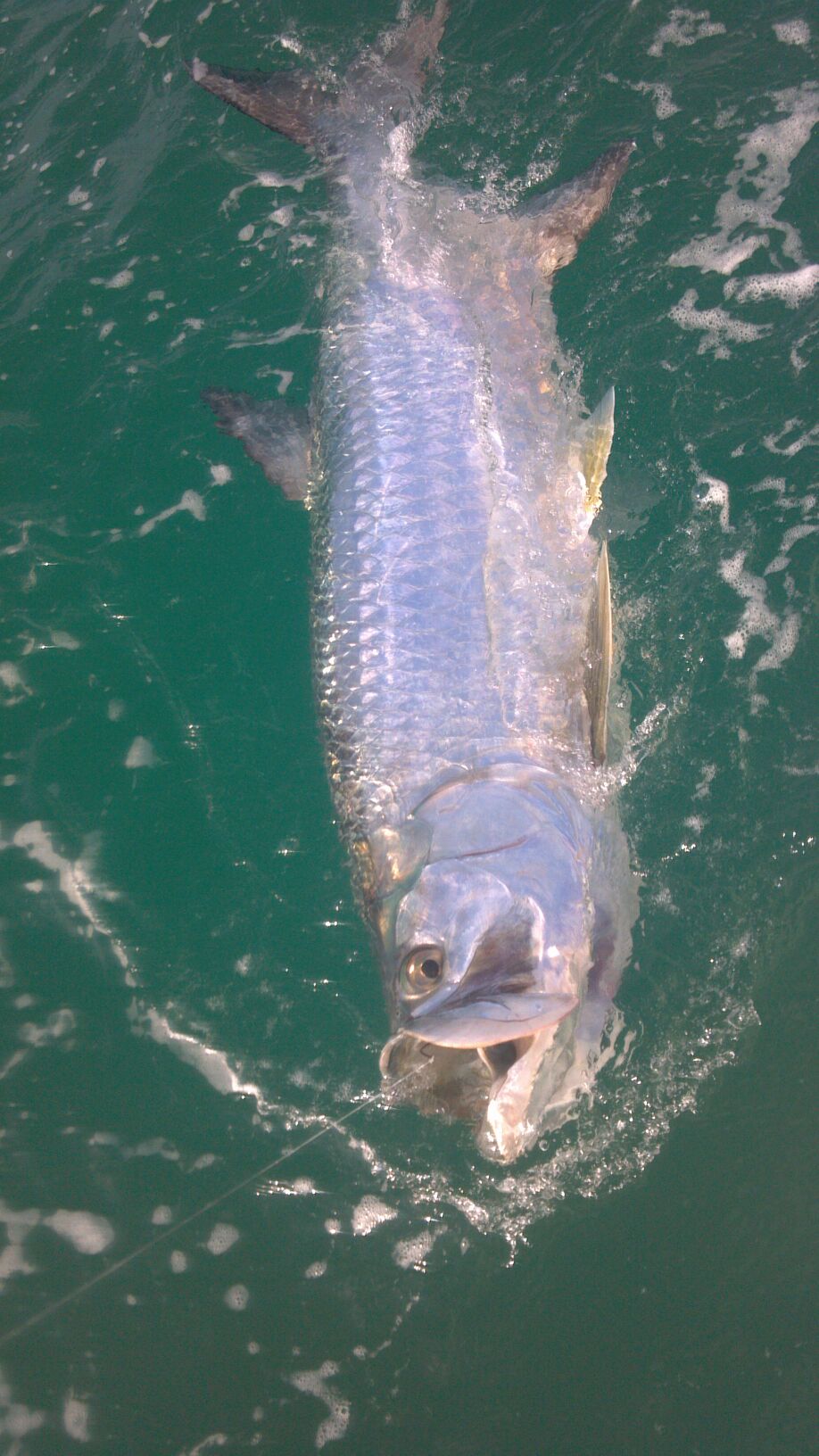 Fort Lauderdale Tarpon Fishing