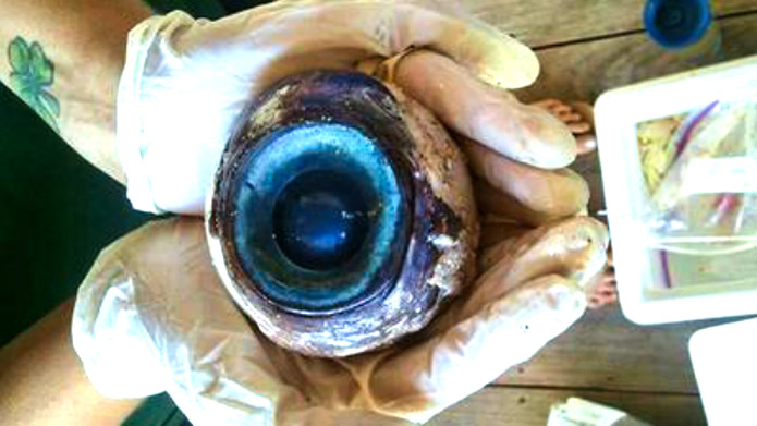 Mystery Eyeball found on Pompano Beach