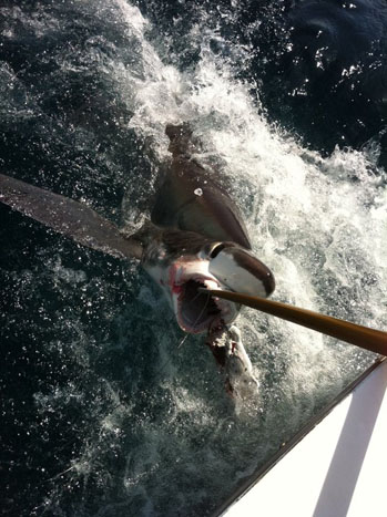 Shark Fishing In Hollywood Florida