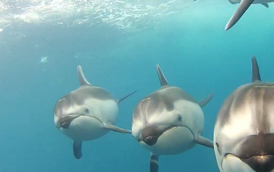 dolphin porpoises underwater