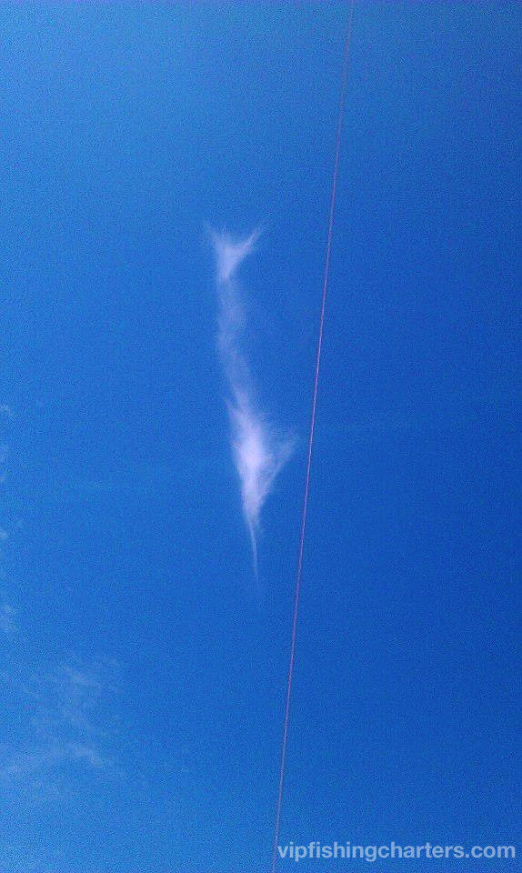 Cloud shaped like a sailfish