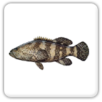 Highland Beach grouper