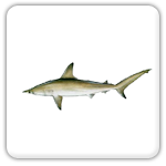 Highland Beach shark