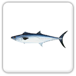 Highland Beach kingfish