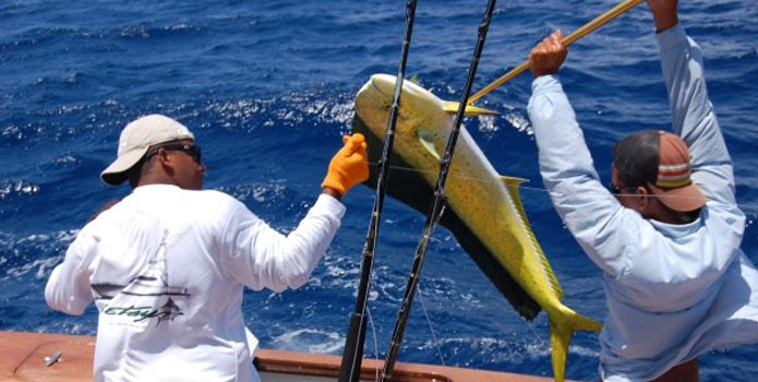 Nassau Mahi Mahi Fishing