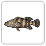 Dania Beach grouper