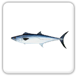 Dania Beach kingfish