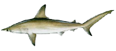 Miami Hammerhead Shark