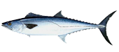 Miami Kingfish