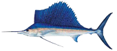 Miami Sailfish