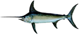 Fish Swordfish
