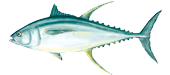 Miami Tuna