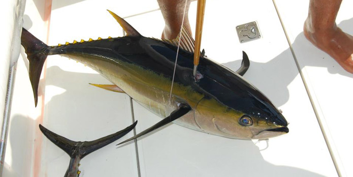 hollywood yellowfin tuna fishing trip