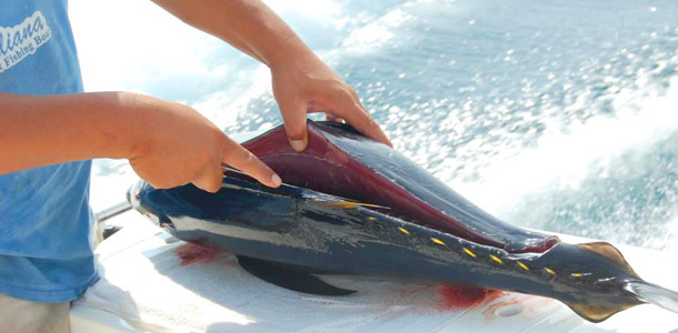 tuna fishing charters