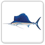 Lighthouse Point sailfish