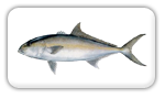 Amberjack