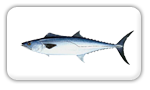 Kingfish Fishing