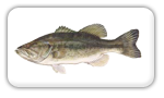 Largemouth Bass