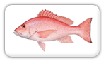 Red Snapper