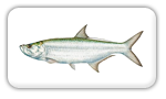 Tarpon