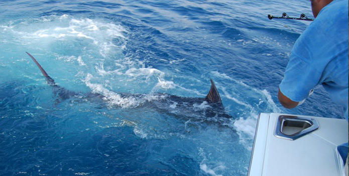 sailfish fishing in west palm beach